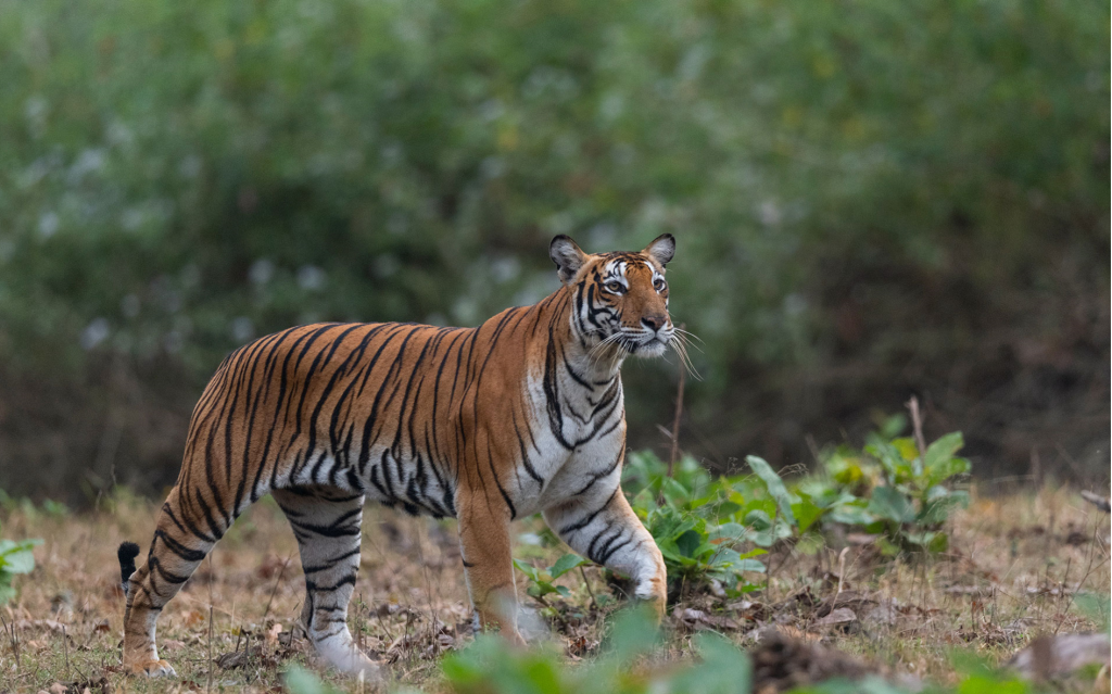 nagarhole tiger reserve safari booking